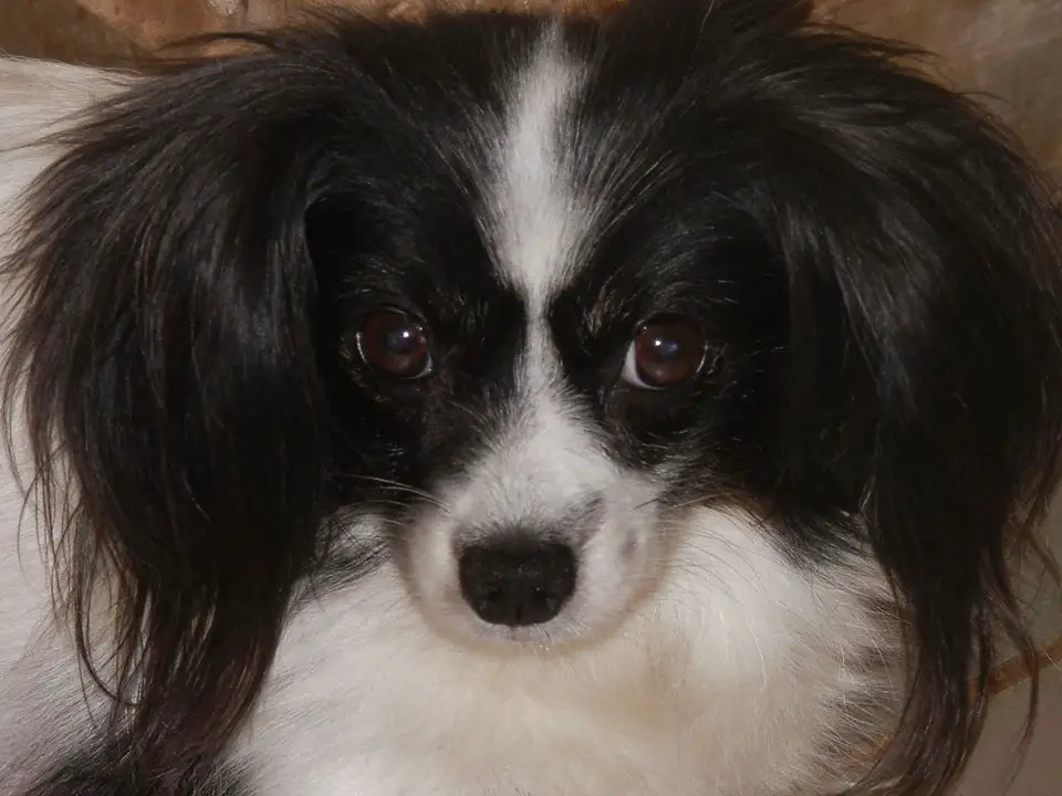 Princess Perle Porubsky Kvet (PH)