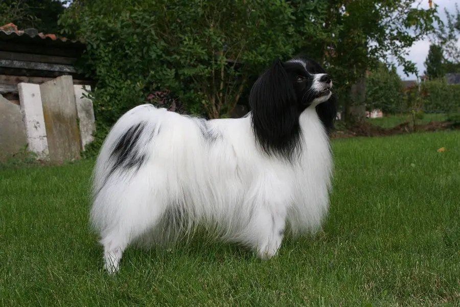 Jessera Celtic Legend Dollbabies (PH)