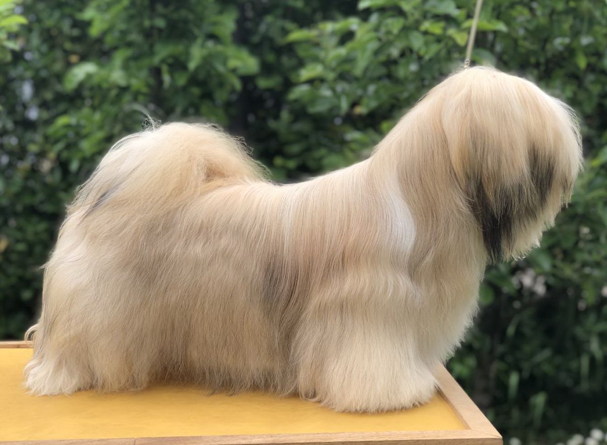 Deilodi Coco Monster