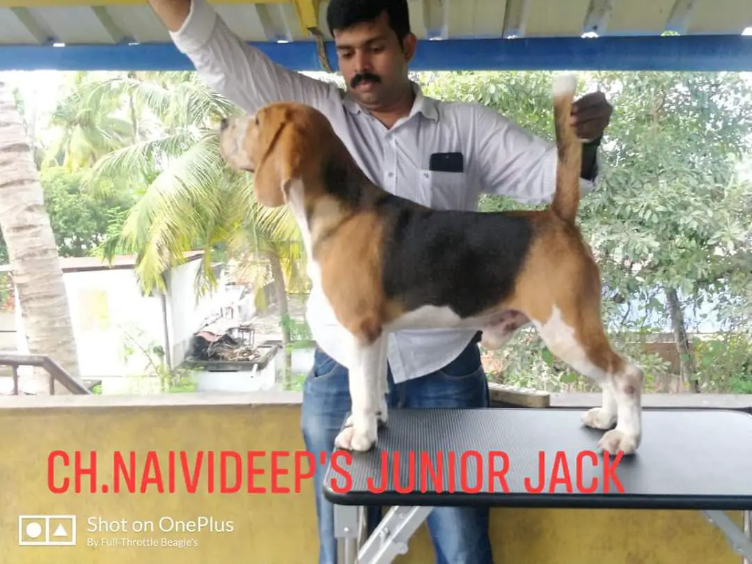 Naivideep's Junior Jack