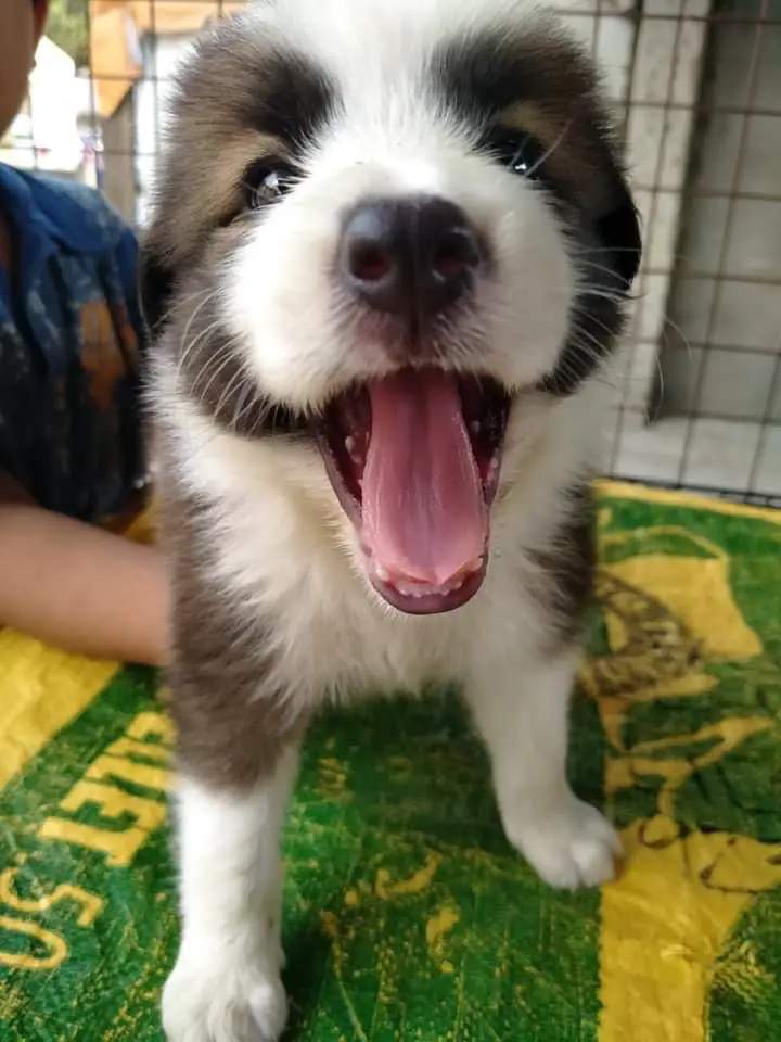 Bella of cropaws kennel