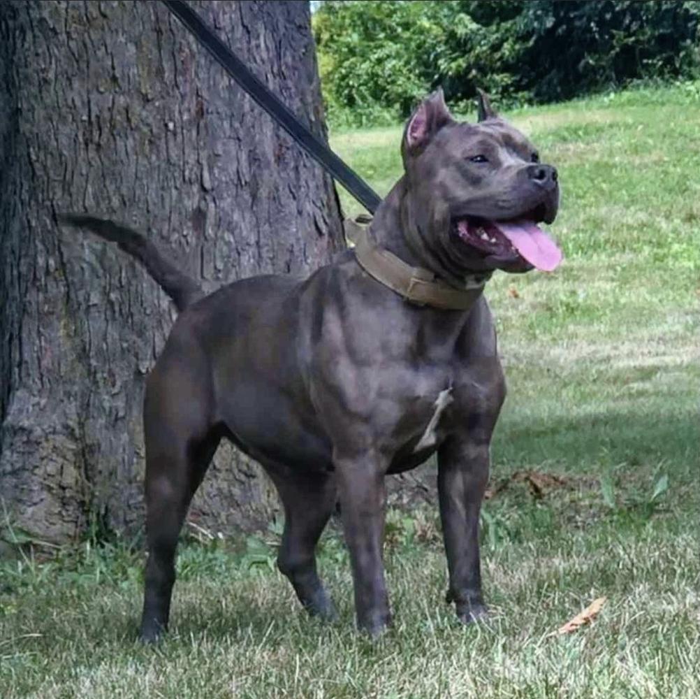 TRONS BLUE COMET