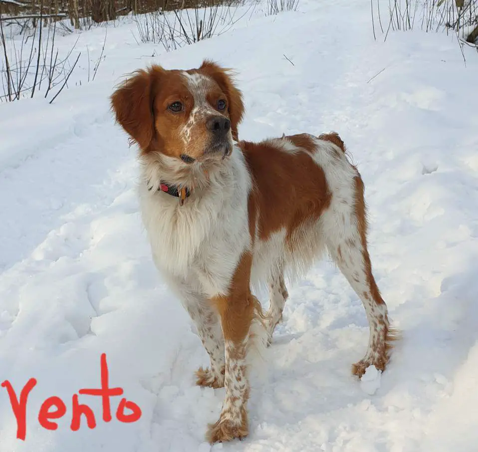 VENTO (2017)