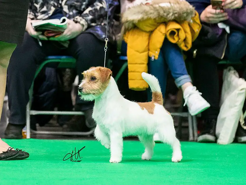 Ariko Koyu Cattivissimo Me