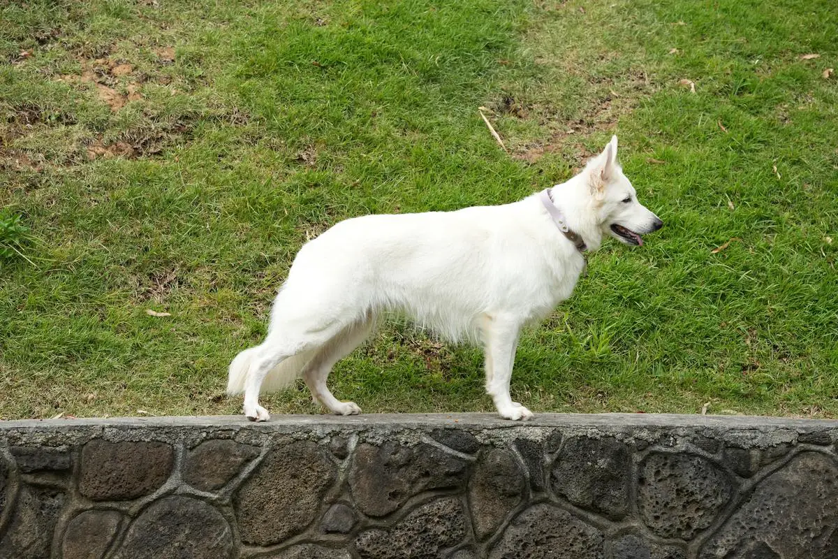Hula Moon's Abbey Road