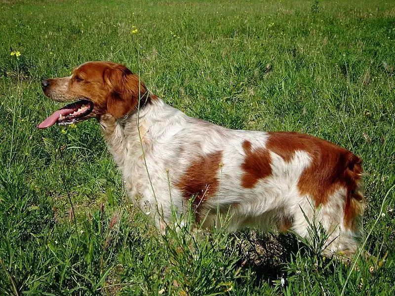Rudy De La Saga Des Marais