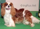 Wandris Entertainer
