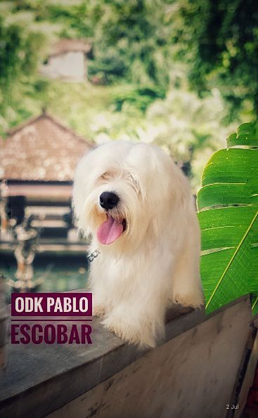 Odk Pablo Escobar