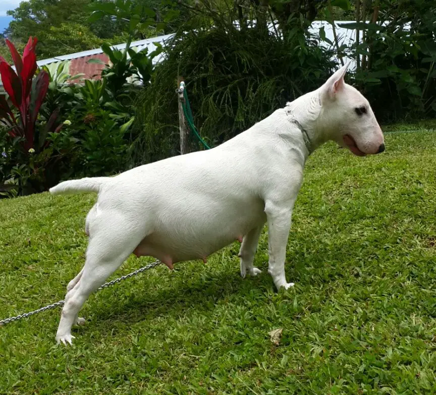 Kivu(kibani)