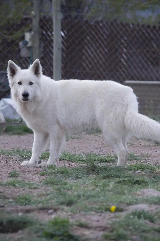 KARDIA DE ESCORPIO Mountain Wolves