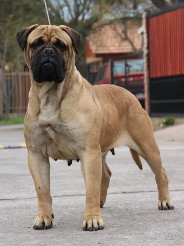 Polostone Tundra Copperbulls