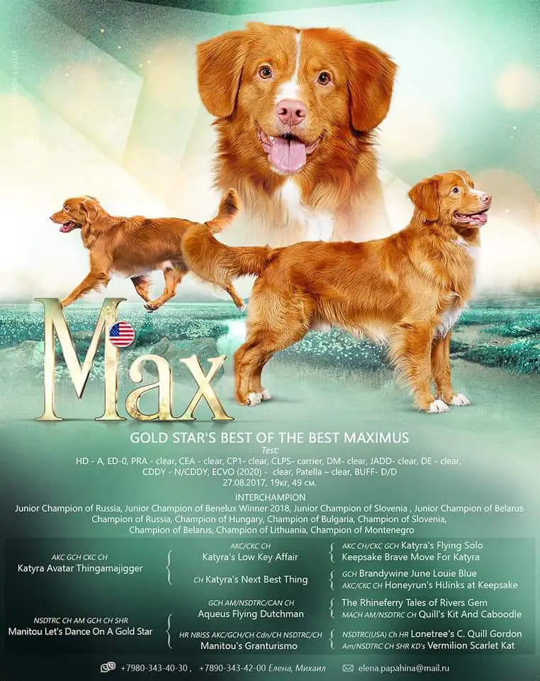 Gold star's Best of the Maximus