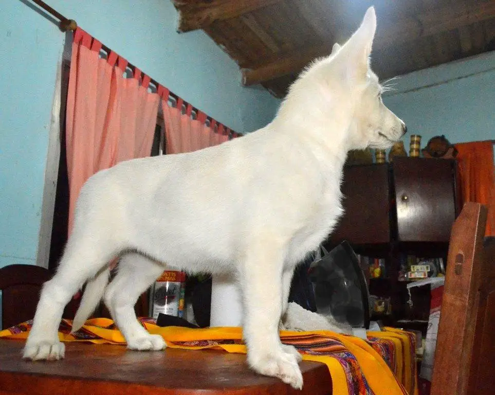 HOUSTON ROCANDOG