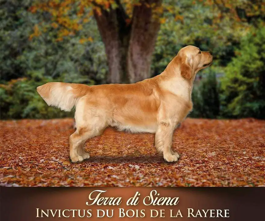 Terra Di Siena Invictus du Bois de la Rayère