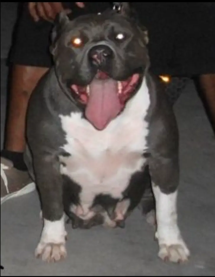 MISS BABII BLUE