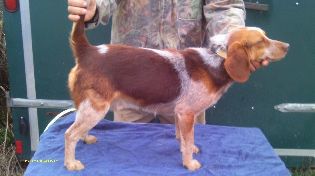 Scroghams Redtick Major