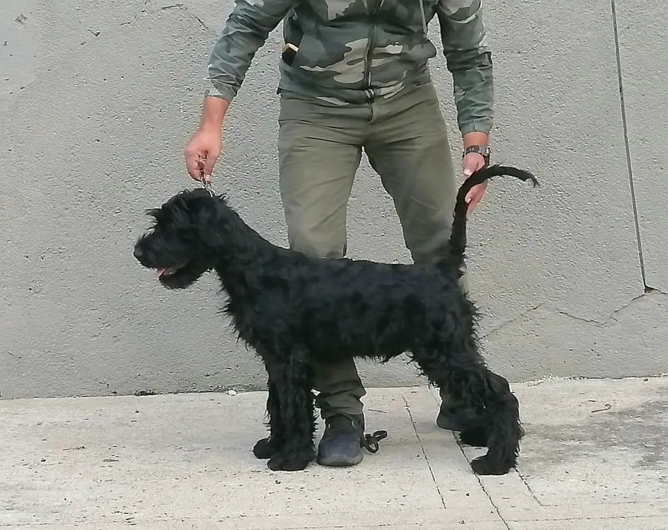 Arrayán de los Manassevitz