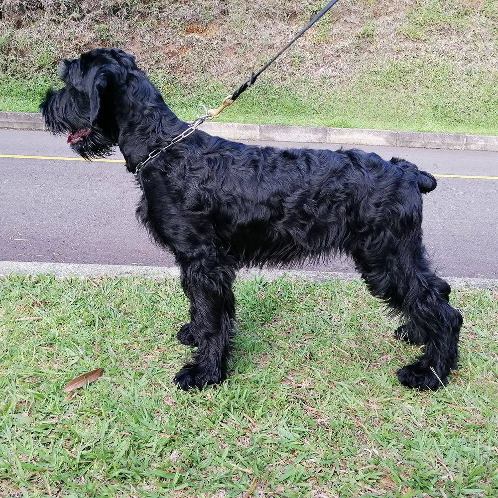Abril de los Manassevitz