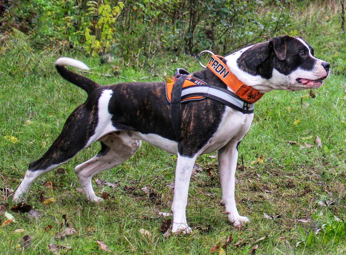 Turul Bulls Megatron