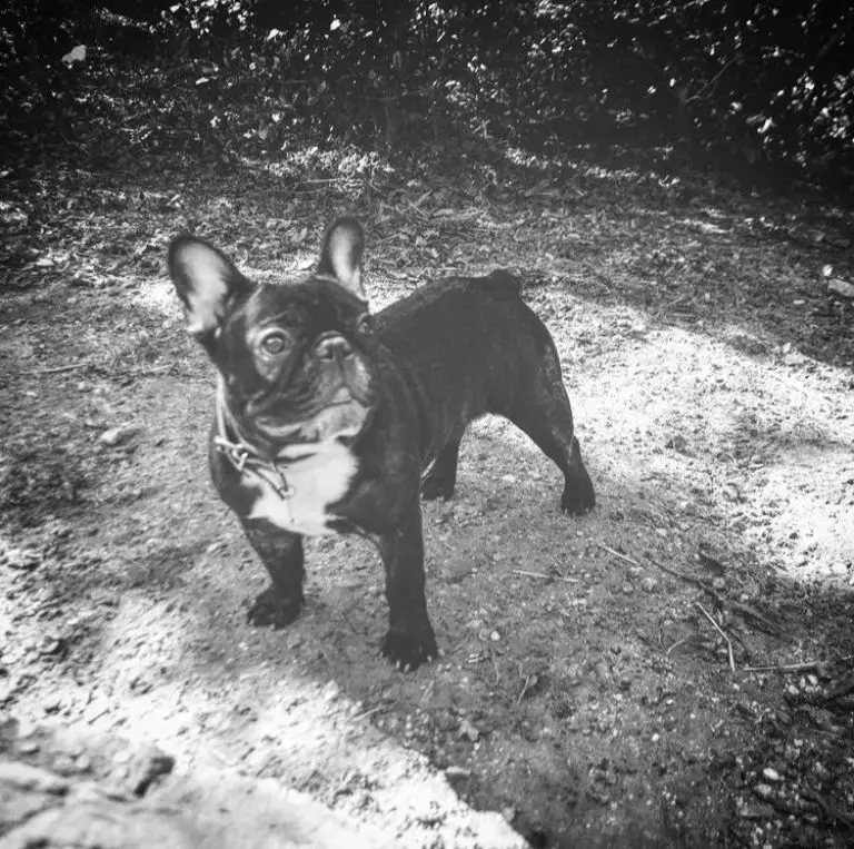 Medina Royal Bulldog's Niké