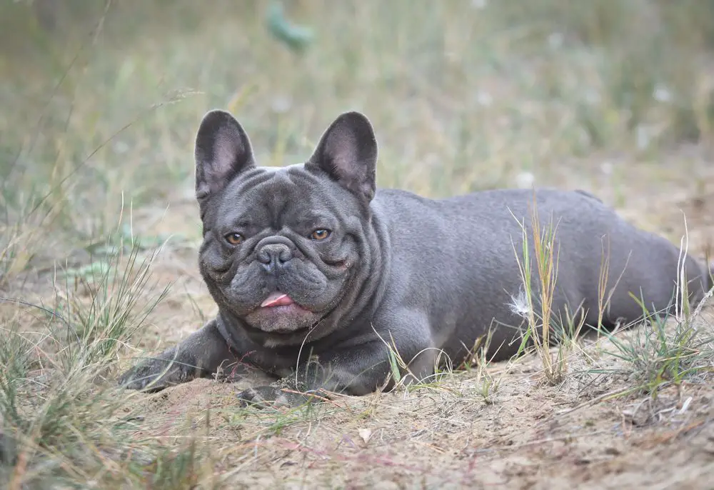 Happy Creatures Vitabull Bandit