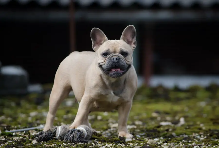 Coco Vitabull