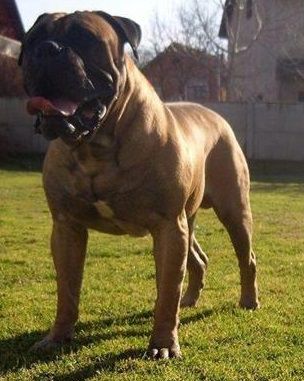 Barbados Bull