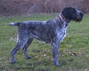 Ondra vom Liether-Moor