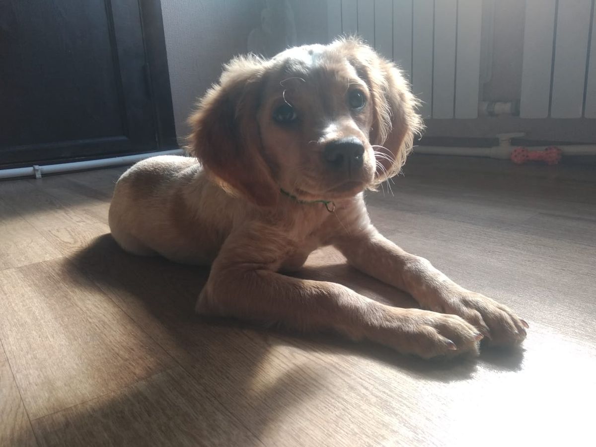 KUPER