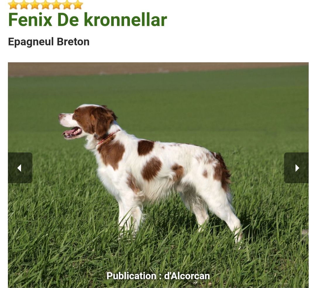 FENIX de Kronnellar