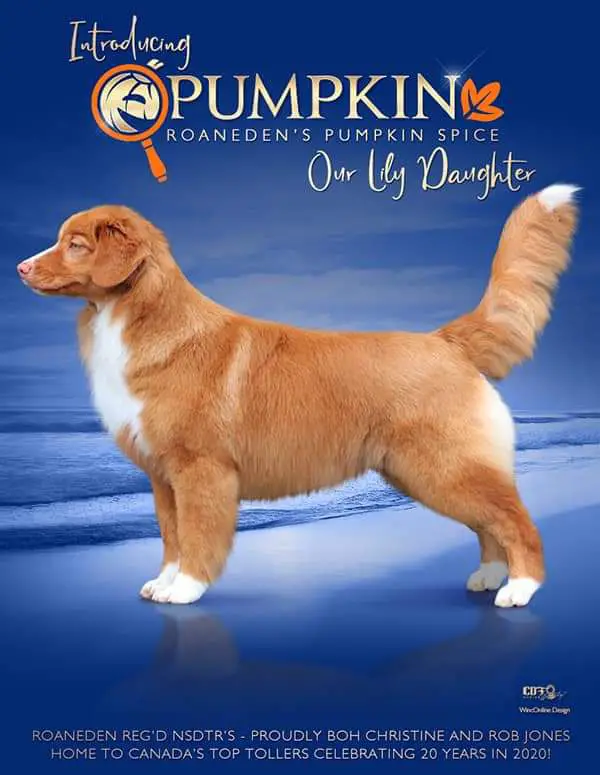 Roaneden's Pumkin Spice
