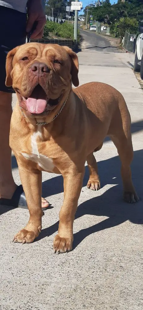 Dogubrute from dusk till dawn