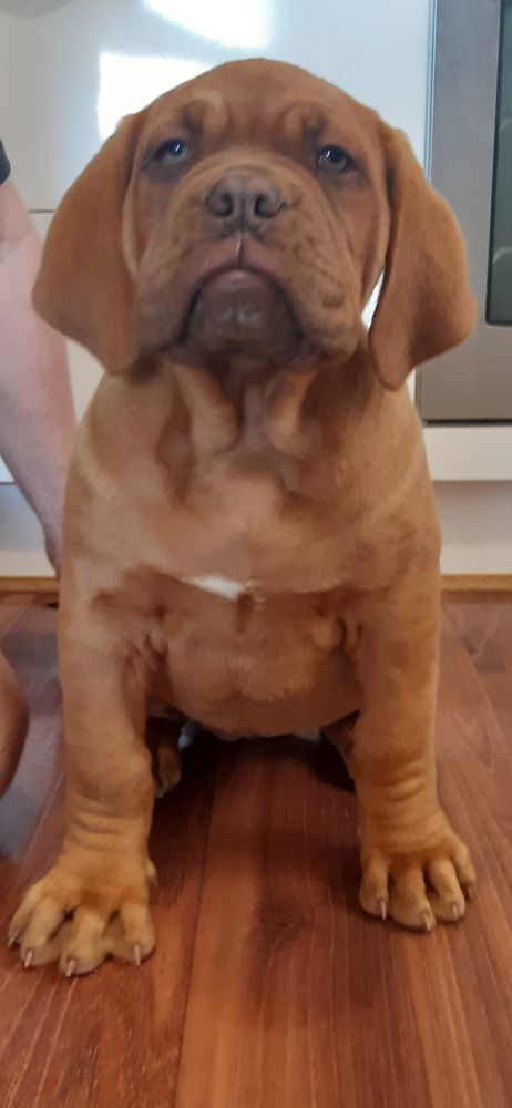 Dogubrute Harley Quinn