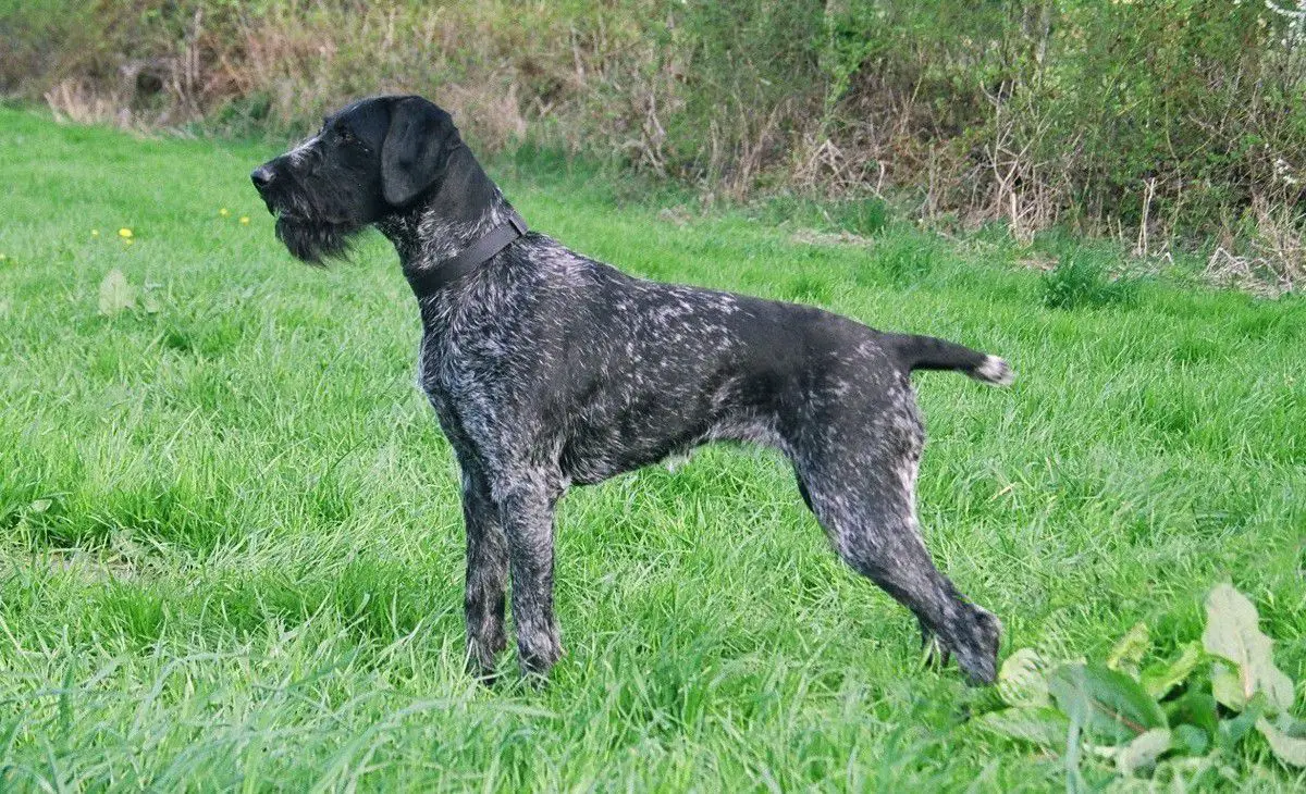 Ronja vom Liether-Moor