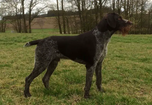 Nero  von der Hofmark