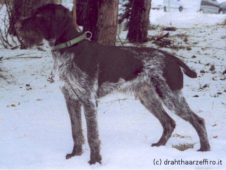 Leo IV Donaueck