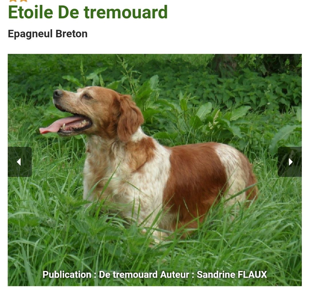 ETOILE de Tremouard