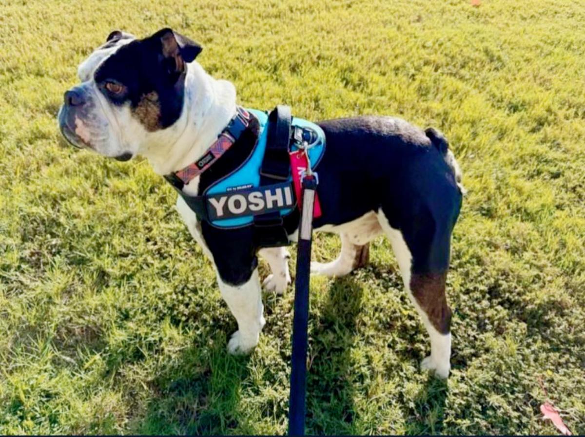Pelto's Yoshi