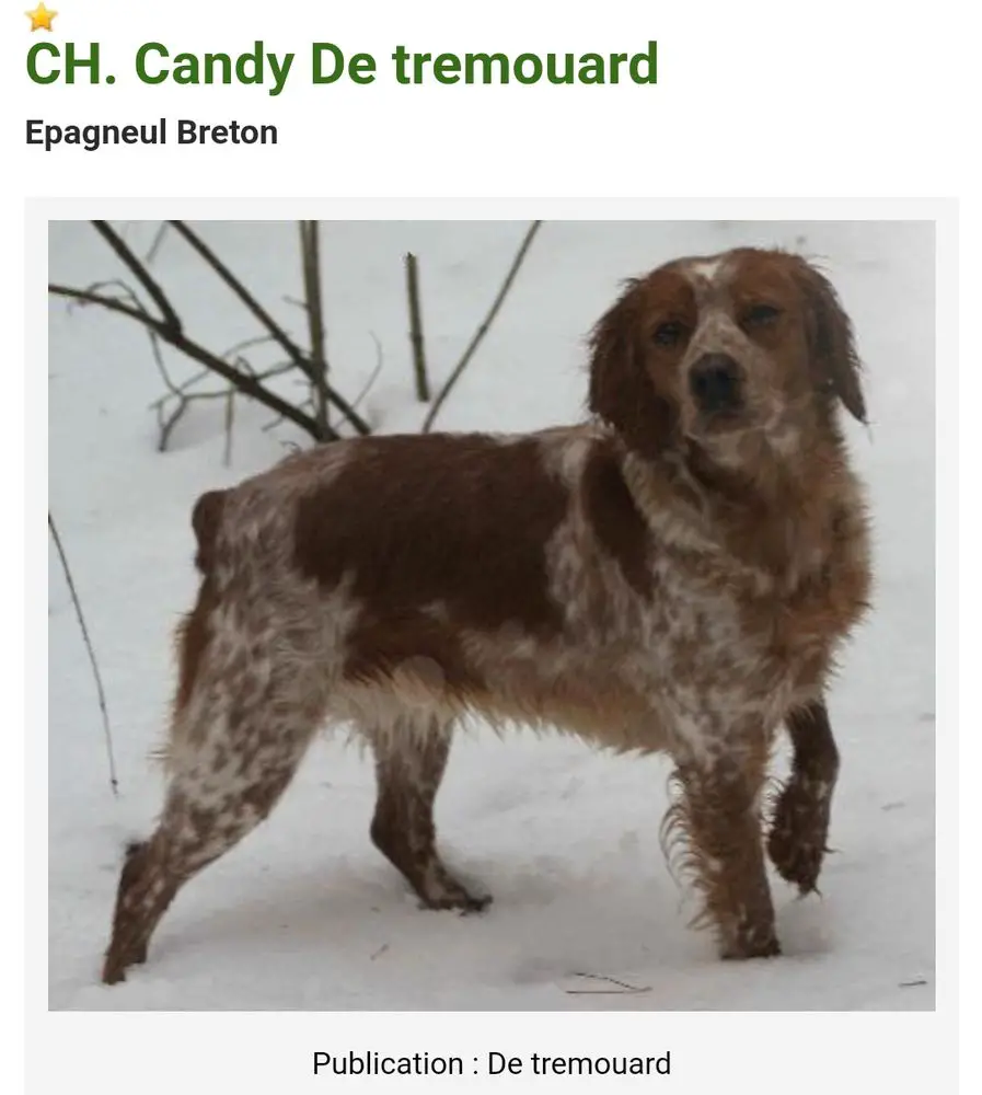 CANDY de Tremouard