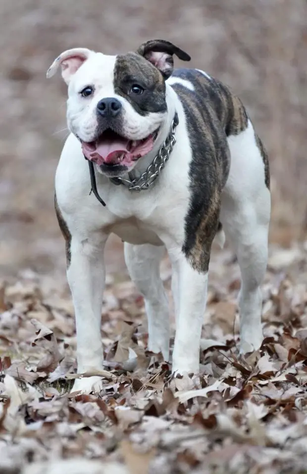 Champ’s Classic’s Hot Shot of BullyBadass