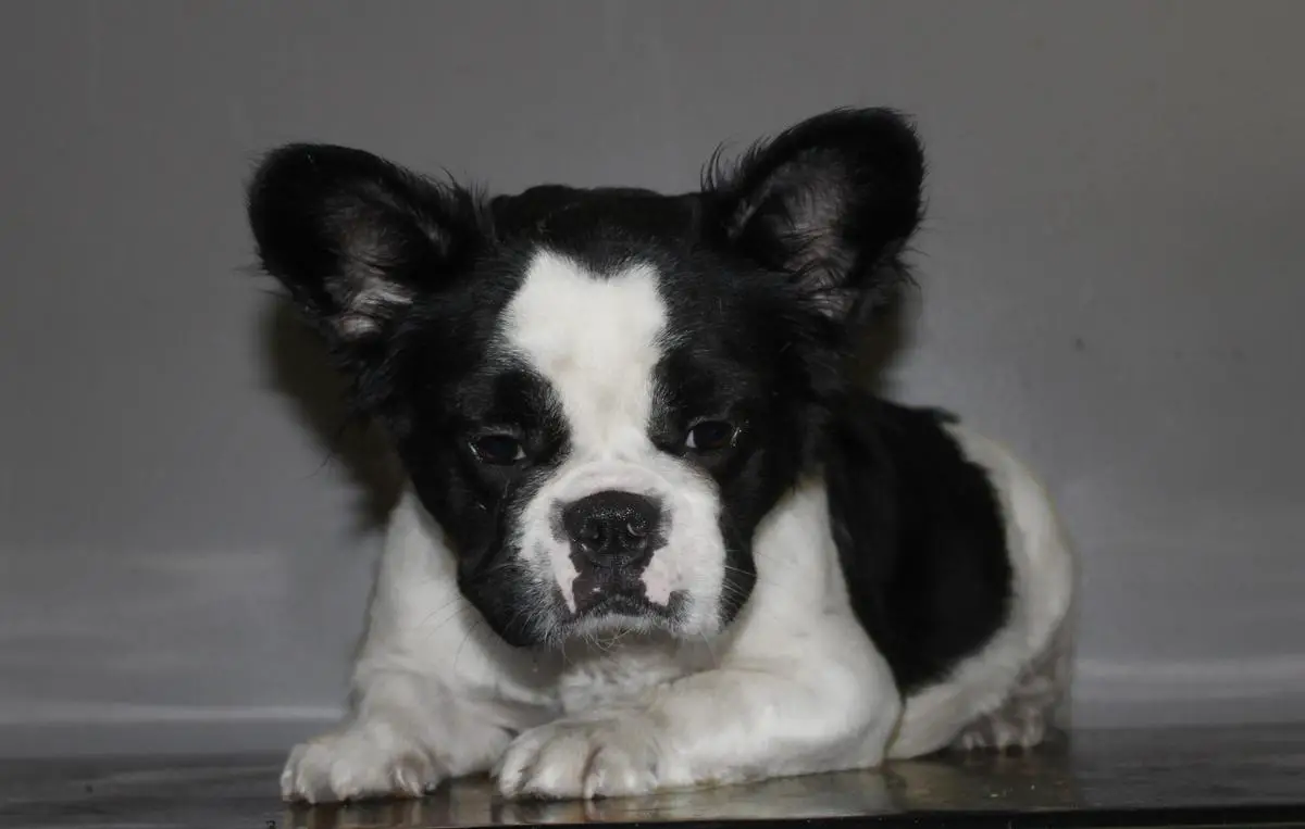 Pegasso Dream's Dogbull