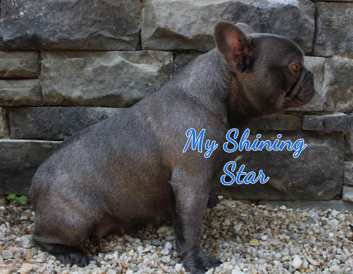 South'n Terr Frenchies My Shining Star