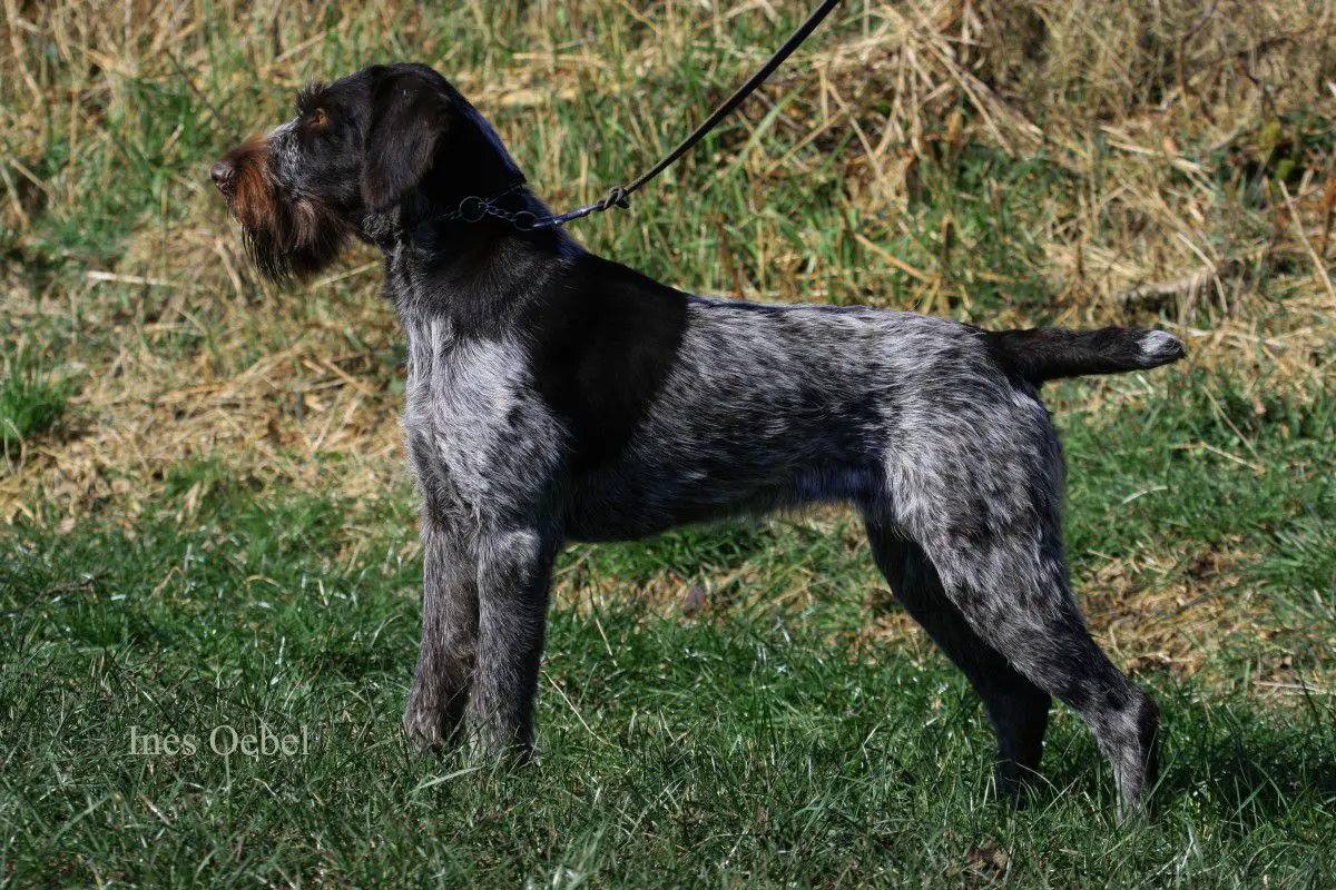 Xena vom Liether-Moor
