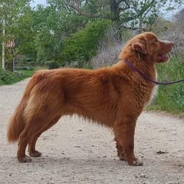 Onza de Oro Boatswain Canis Amicus