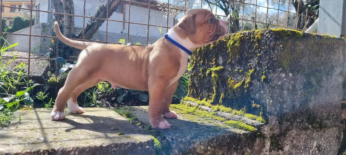 Danibull's Leone aka Feanor of RadosnayaBulls