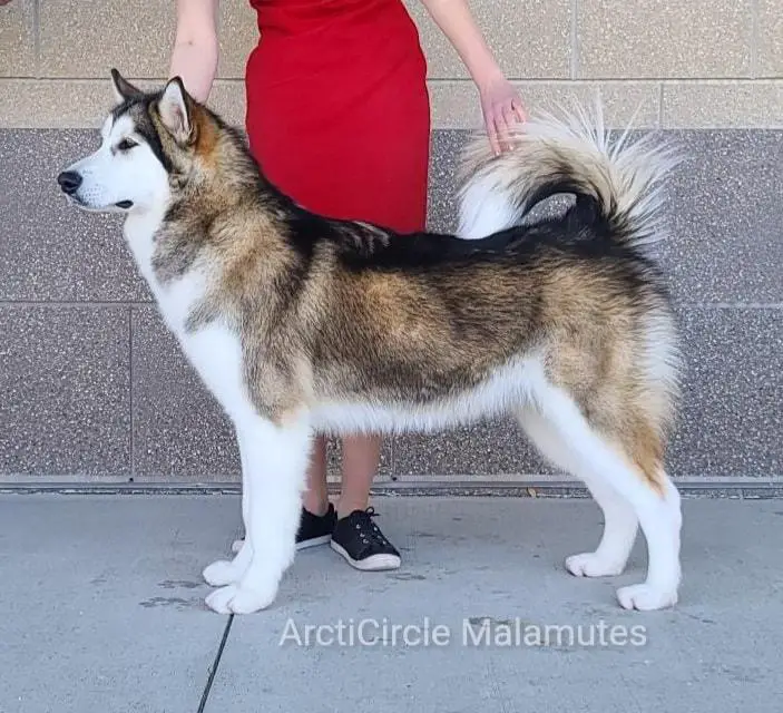 ARCTICIRCLES MUSIC FROM THE HEART