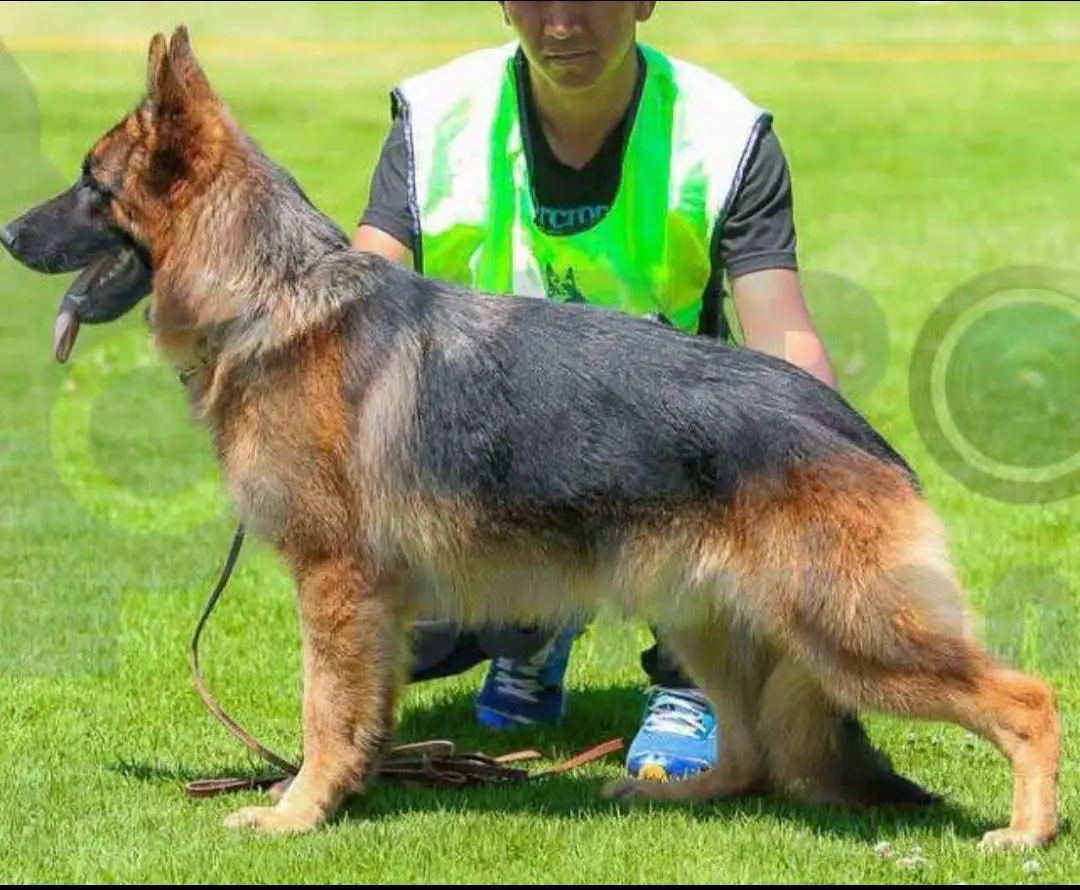 Faraon de la Joya del Valle