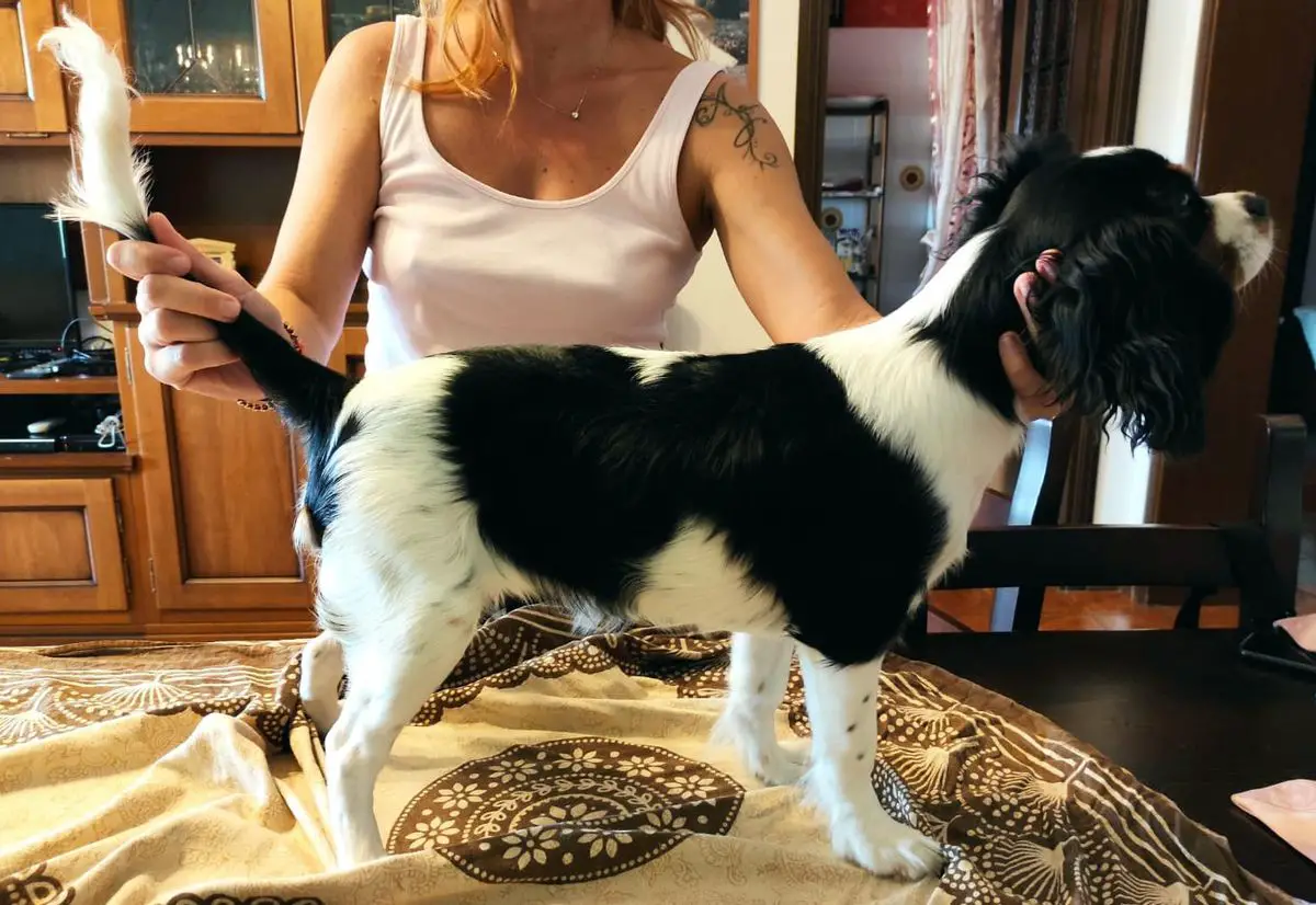 MEGGIE DEL RANCH ALBA