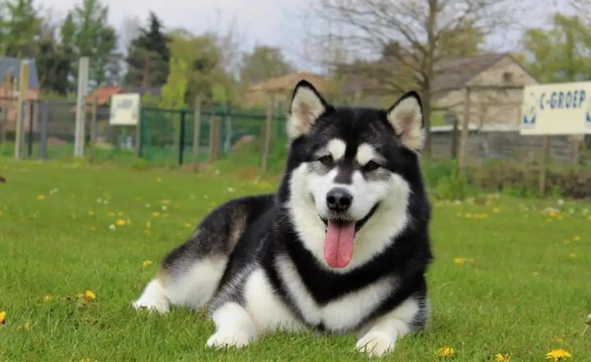 Arctic Polar Malamutes Chisanna