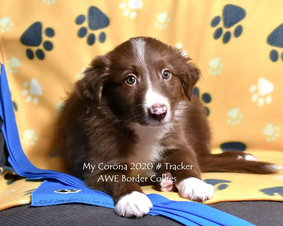 AWE2C Stitch Asajj (Tracker)